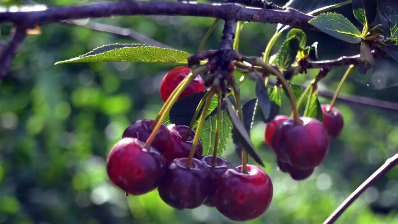 Вишня й черешня після врожаю: як уберегти дерева від хвороб і виснаження 