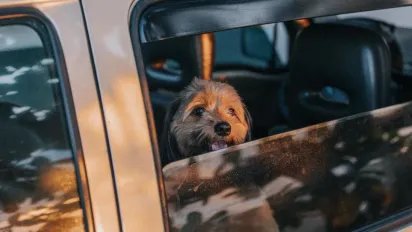 Як допомогти домашнім улюбленцям пережити спекотні дні: поради від ДСНС - фото