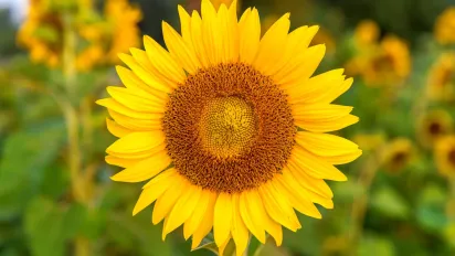 Завтра Україна буде найспекотнішою країною в Європі - фото