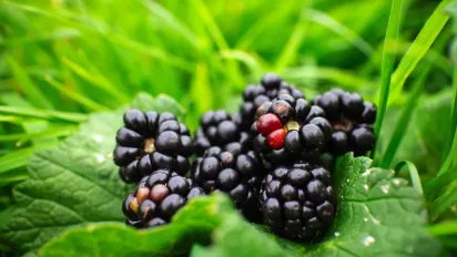 9 липня — день Панкратія: що робити, щоб не хворіти й не втратити удачу - фото