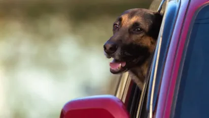 Залишив тварину в авто — отримай штраф понад 5 000 грн або навіть ув'язнення: що каже закон - фото