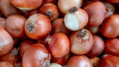 Коли викопувати цибулю в 2025 році: названо точні терміни - фото