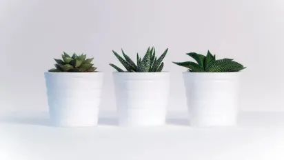 Що робити, коли в кімнатних рослин сохне листя: поради для кожного виду - фото