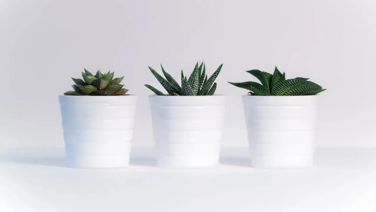 Що робити, коли в кімнатних рослин сохне листя: поради для кожного виду 