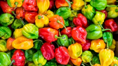 Щоб перець родив, як скажений: як поливати правильно - фото