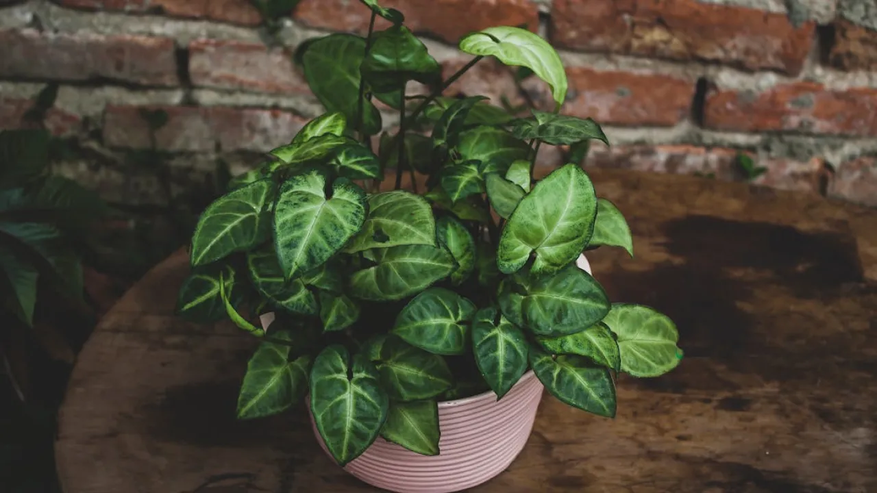 Ці рослини здатні зруйнувати стосунки — краще не тримати їх у домі 