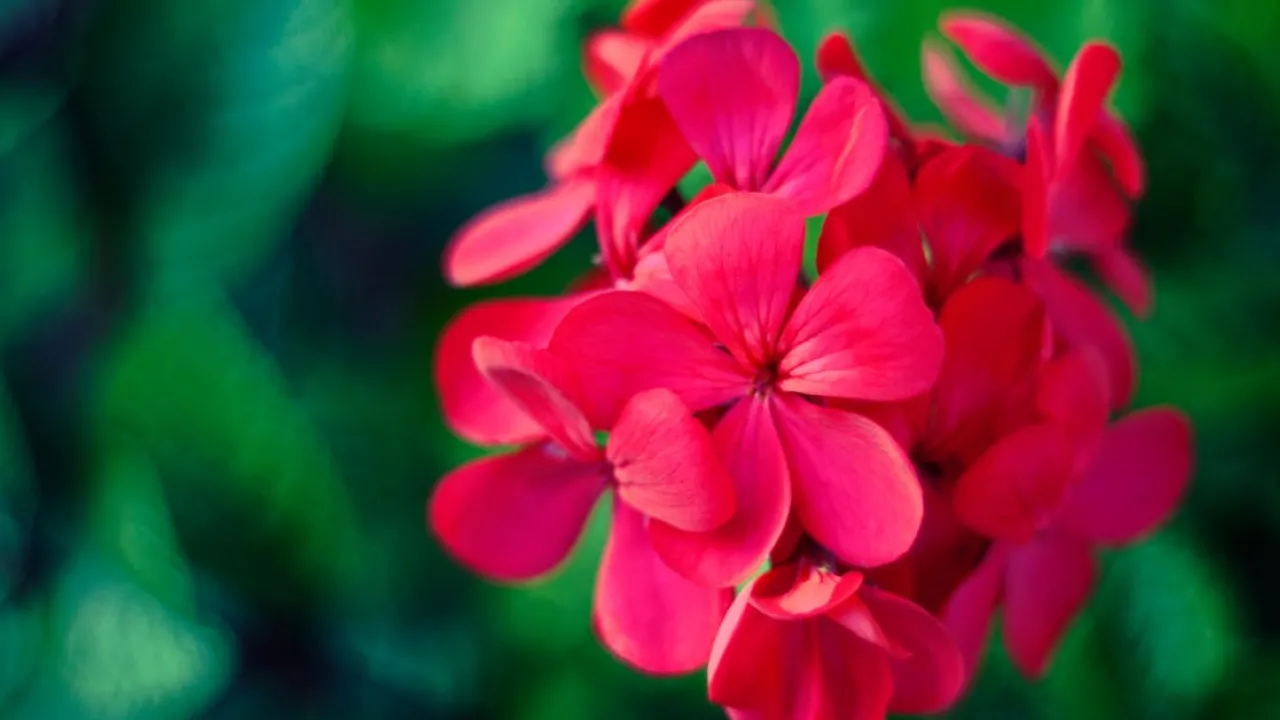 5 причин, через які ваша герань не радує квітами 