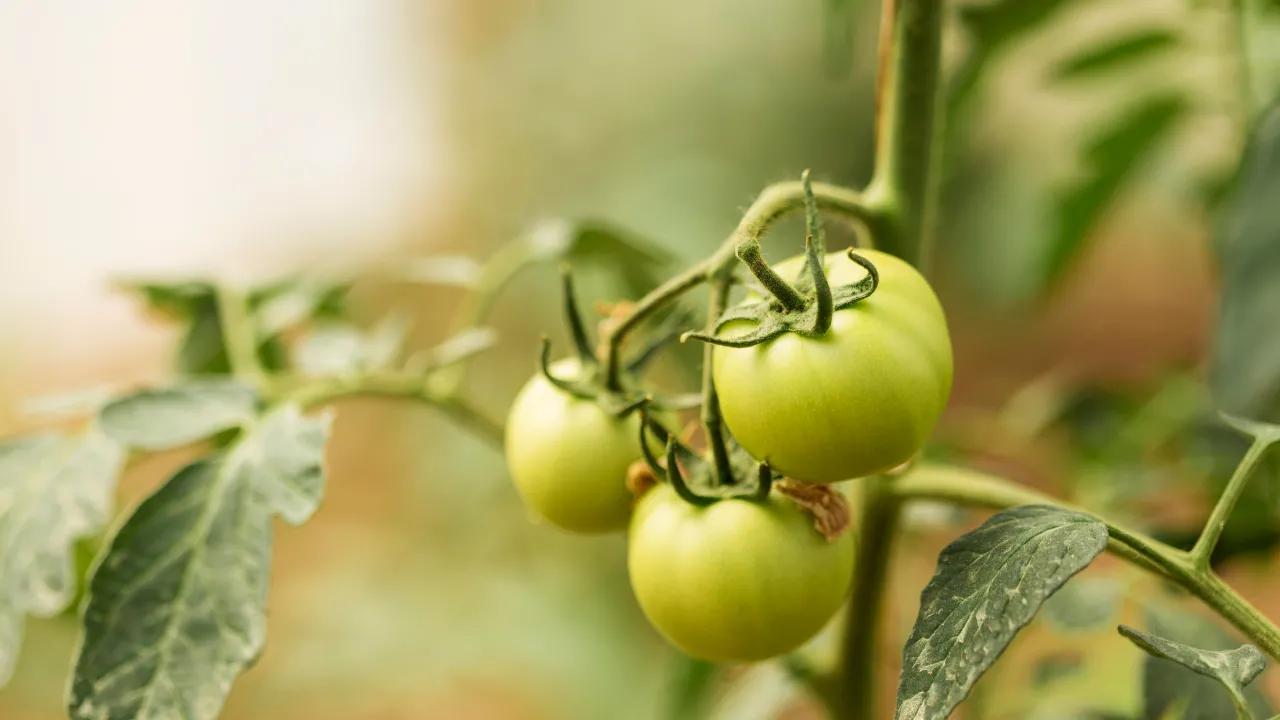 Як врятувати зів'ялі помідори: корисні поради для городників 