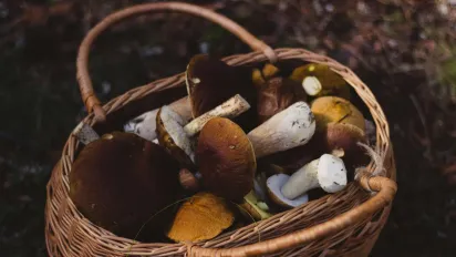 Три найкорисніші гриби України: ці гриби з українських лісів вразять своїми властивостями - фото