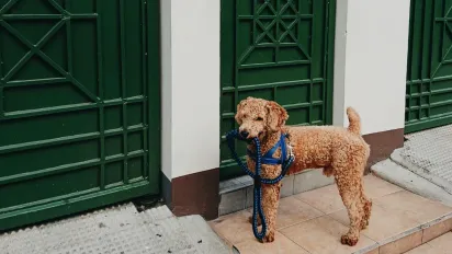 Найкращі породи собак для життя в квартирі: чотирилапі, які допоможуть зняти стрес - фото