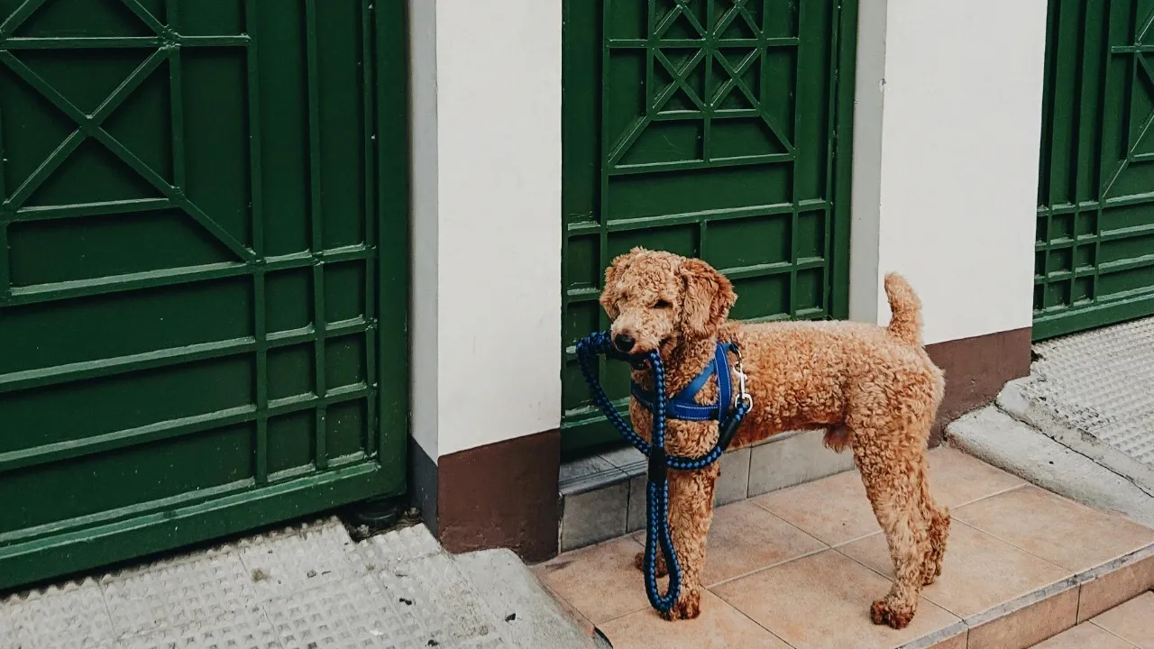 Найкращі породи собак для життя в квартирі: чотирилапі, які допоможуть зняти стрес 