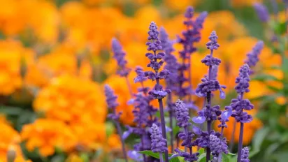 Літня спека та грози: прогноз погоди в Україні на 14–16 липня - фото