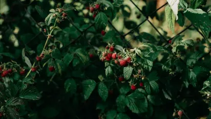 Як правильно обрізати малину: поради від експертів - фото