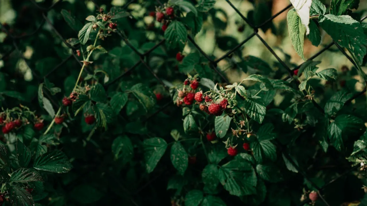 Як правильно обрізати малину: поради від експертів 