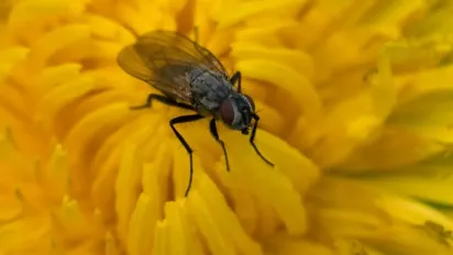 Мухи покидають дім за 5 хвилин: проста спеція творить дива - фото