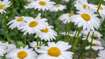 Циклон із Європи несе дощі: якою буде погода в Україні цього тижня - фото