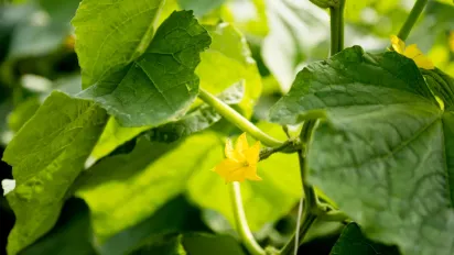 Чим підживити огірки під час плодоношення: перевірений "дідівський" спосіб - фото