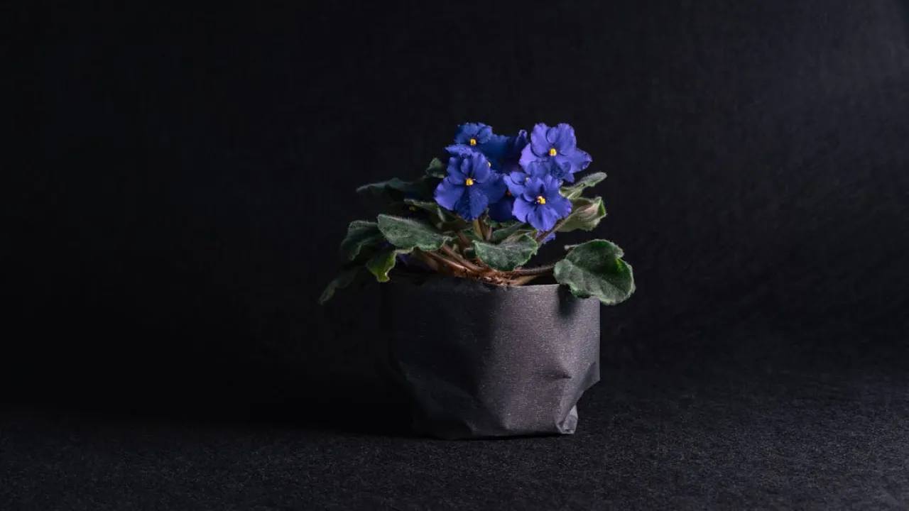 Додайте у воду одну речовину — і ваші квіти зацвітуть рясніше 