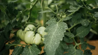 Що не варто садити біля помідорів: небажані сусіди для томатів на грядці - фото