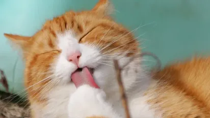 Погода в Україні до кінця тижня: грози, похолодання та повернення спеки - фото