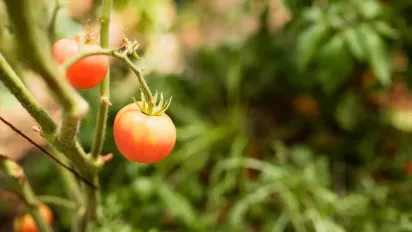 Чим підживити помідори у липні: прості поради для щедрого врожаю - фото