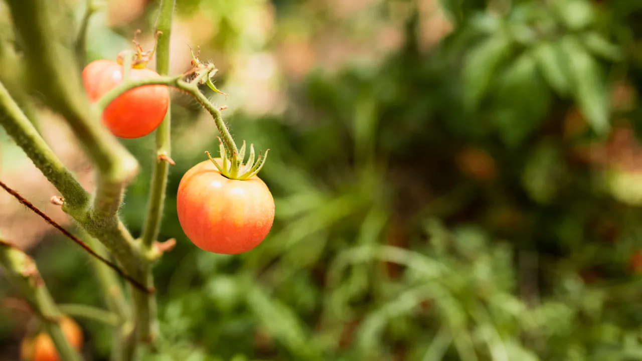 Чим підживити помідори у липні: прості поради для щедрого врожаю 