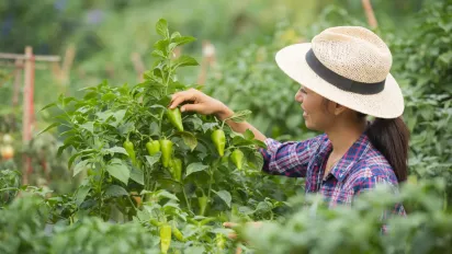 Чим підживити перець під час плодоношення: найкращі та безпечні варіанти - фото