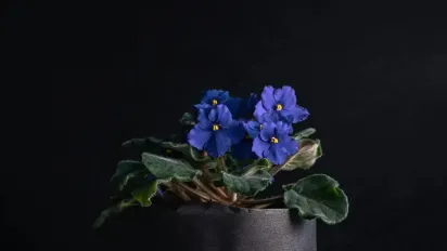 Фіалка зацвіте вже за тиждень: прості літні правила догляду - фото