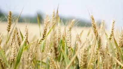 Що робили 18 липня, щоб рік не знати хвороб: народні прикмети - фото