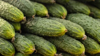 Не викидайте гіркі огірки: простий трюк, який зробить їх знову смачними за хвилину - фото