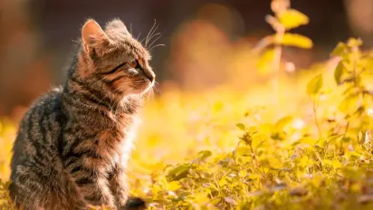 Грози, дощі та спека: синоптикиня Діденко розповіла, якою буде погода 19 липня - фото