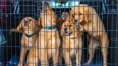 Собака в наморднику, кіт у сумці: що дозволено в автобусах із тваринами у 2025 - фото