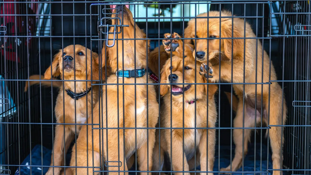 Собака в наморднику, кіт у сумці: що дозволено в автобусах із тваринами у 2025 