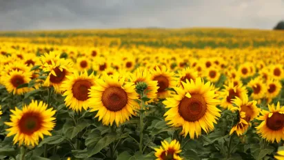 Соняшник підскочив у ціні: що буде з олією? - фото