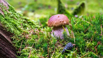 Коли йти по гриби: ідеальний час для  вдалого "тихого полювання" - фото