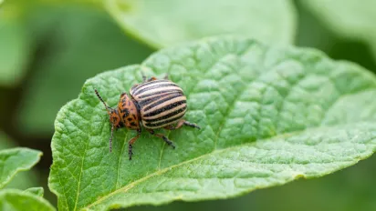 Як назавжди позбутися колорадських жуків: дієві секрети городників - фото