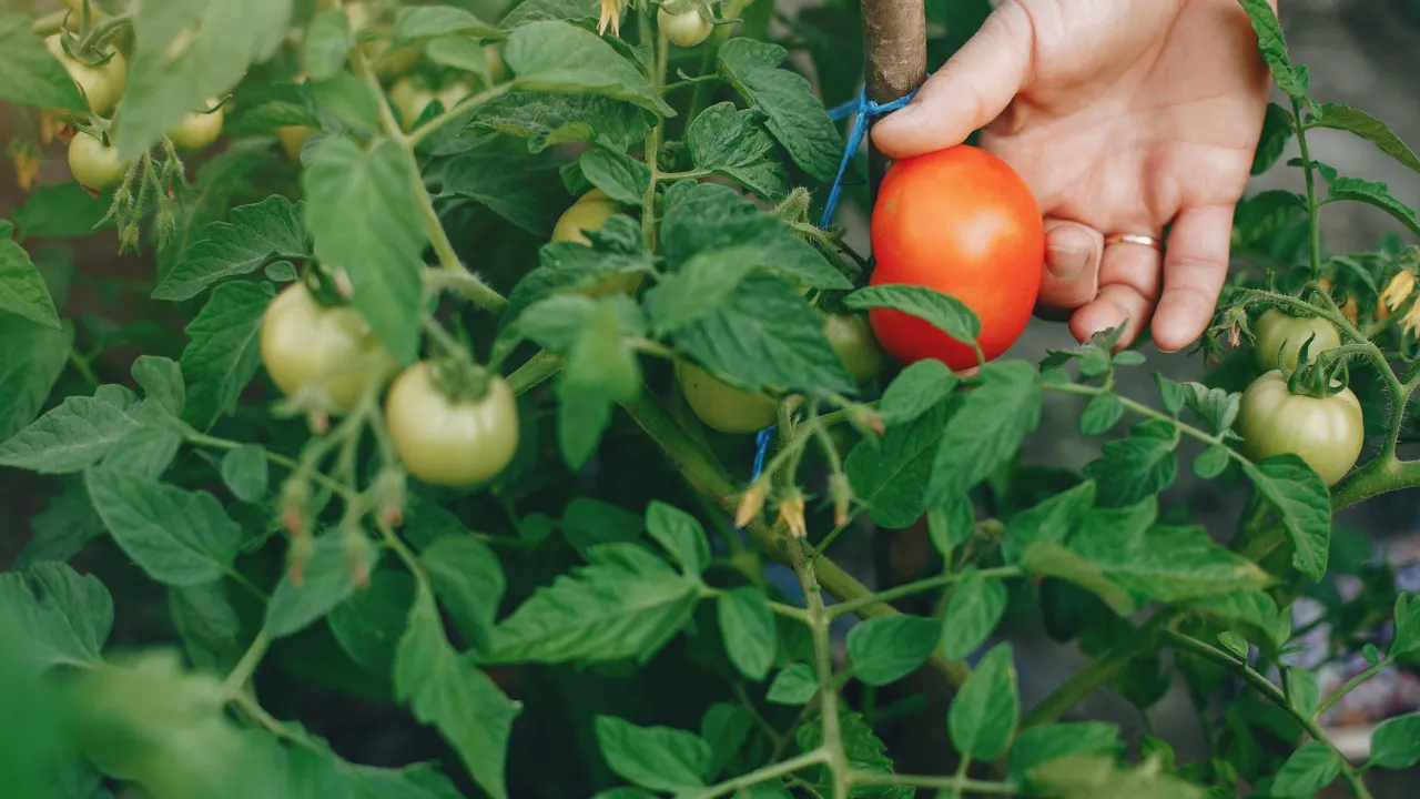 Як правильно пасинкувати помідори після 20 липня — поради для щедрого врожаю 