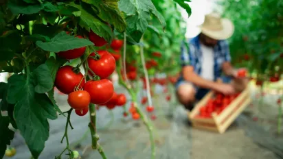 Чим підживити помідори в липні, щоб отримати багатий урожай: поради городникам - фото