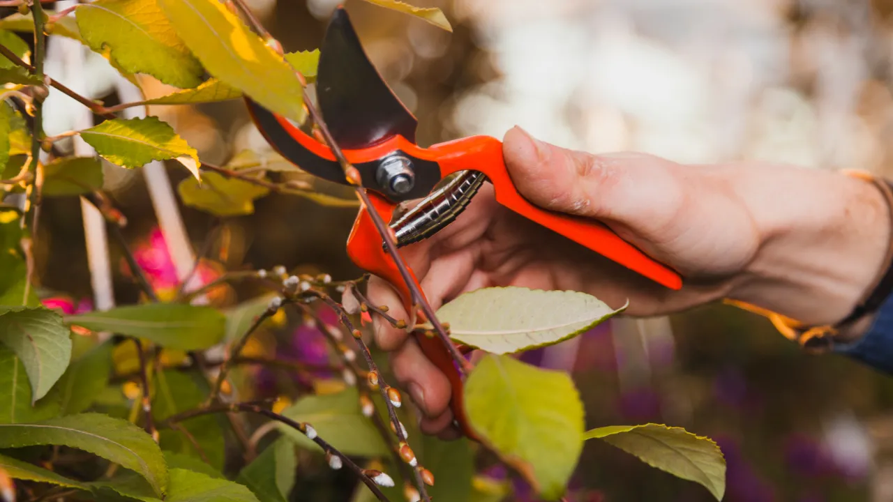 Які дерева варто підрізати посеред літа: поради садівникам 