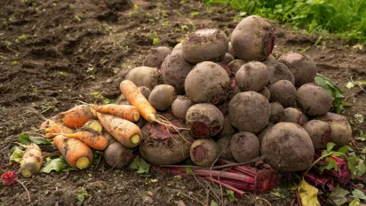 Як варити буряк і моркву без втрати корисних речовин: прості лайфхаки - фото