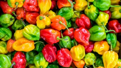 Як уберегти перець від спеки: правильний догляд і захист від палючого сонця - фото