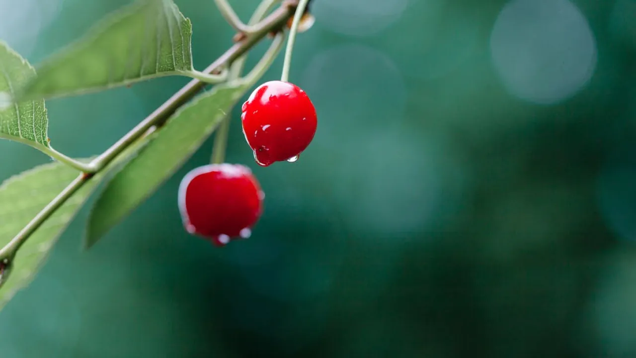 Щоб алича була соковитою: навіщо підгодовувати в липні 