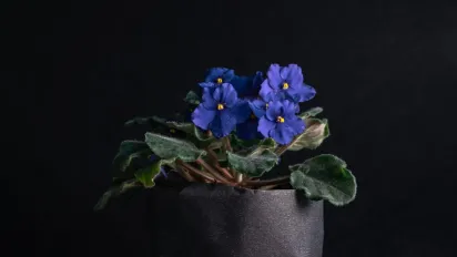 Чим замінити полив квітів, коли вас немає вдома: прості рішення - фото