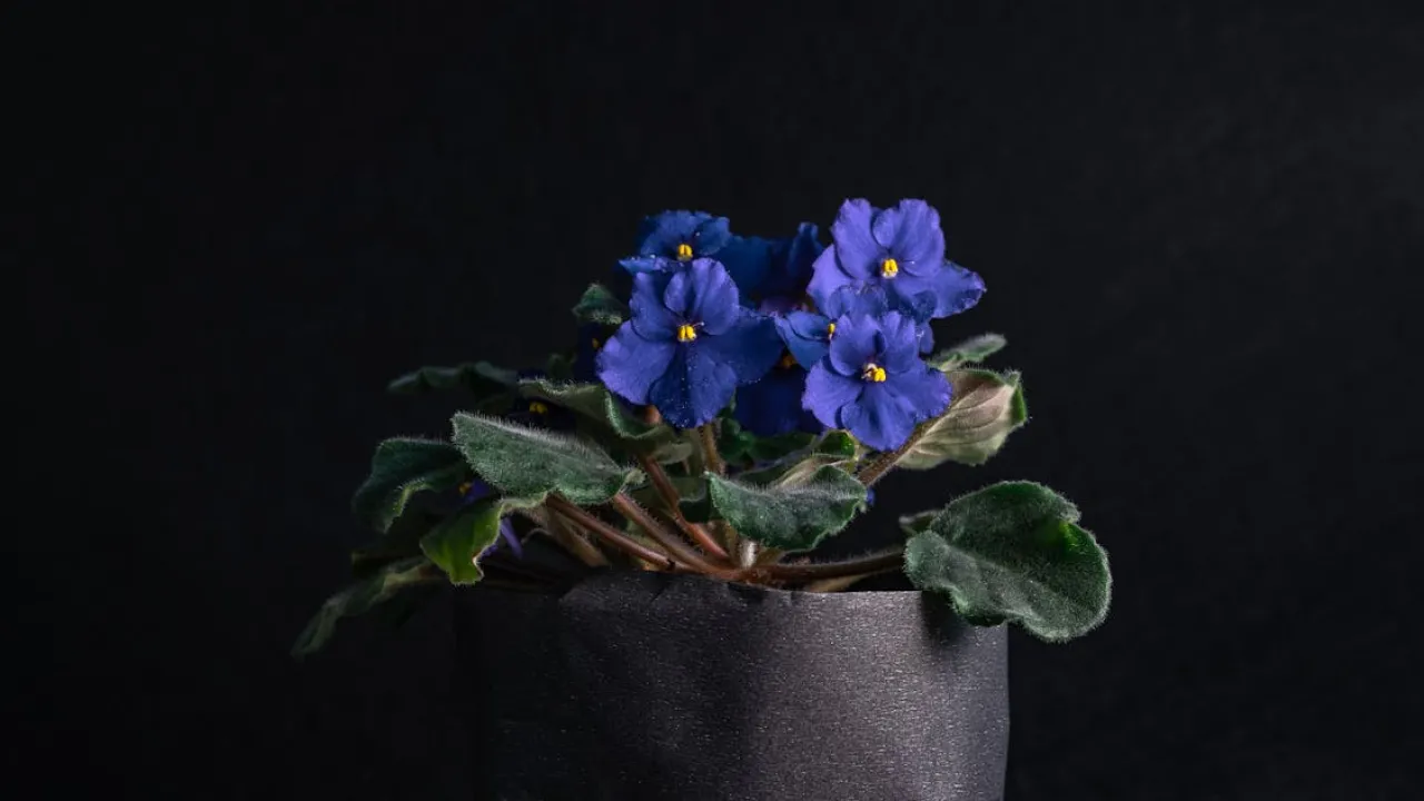 Чим замінити полив квітів, коли вас немає вдома: прості рішення 