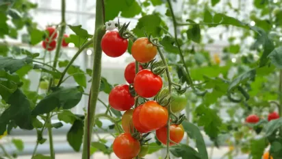 Не кілочком єдиним: способи підв’язки, які працюють краще - фото