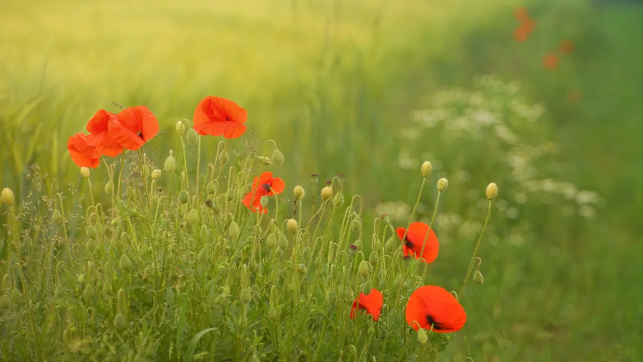 Чому 23 липня не можна починати нових справ та на що вказує зміна вітру: заборони та прикмети в Трохимів день 