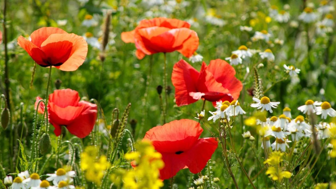 Спека до +37° та короткотривалі дощі: оновлений прогноз погоди в Україні 