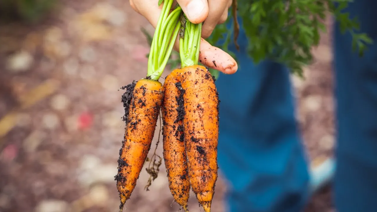 Чим підживити моркву в серпні, щоб отримати солодкий урожай 