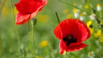 25 липня — день святої Анни: народні традиції, заборони та прикмети - фото