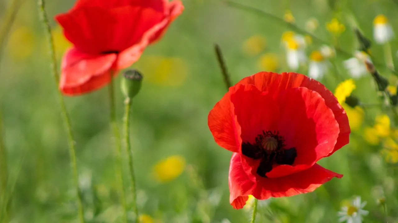 25 липня — день святої Анни: народні традиції, заборони та прикмети 